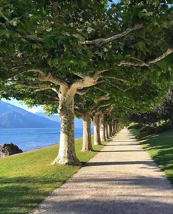 Алея платанових дерев, яким понад 500 років. Озеро Комо, Італія - GEO HOME on we.ua