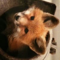 Яе Кіцу на we.ua