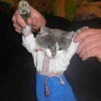 Acratoforus на we.ua