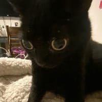 Лана Сван на we.ua