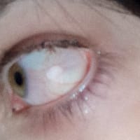 Майор (квітка) на we.ua