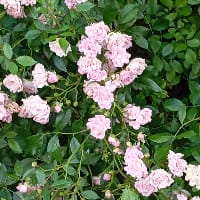 Пані Вікторія на we.ua