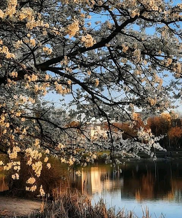 Зранку у квітні опиняємось в раю,Коли в весняному квітучому гаюМи чуємо увесь пташиний щебет й спів :Різноголосий життєрадісн... - on we.ua