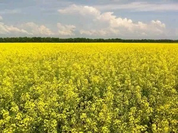 Рапс цвіте, пшениця зеленіє.Небо проміж білих хмар синіє.В листя одягаються дерева:Їм для цього більше часу треба.У траві к... - on we.ua