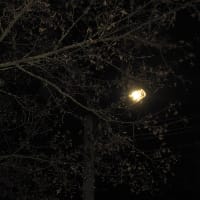 DARK FOREST на we.ua