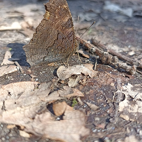 Ліс прокинувся! - Оксанка Ісаєва на we.ua