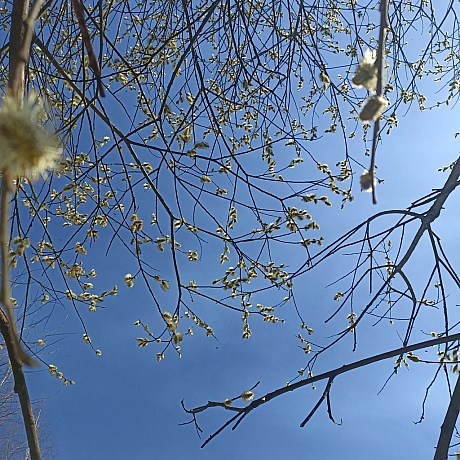 Ліс прокинувся! - Оксанка Ісаєва на we.ua