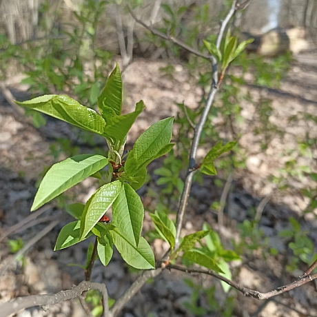 Ліс прокинувся! - Оксанка Ісаєва на we.ua
