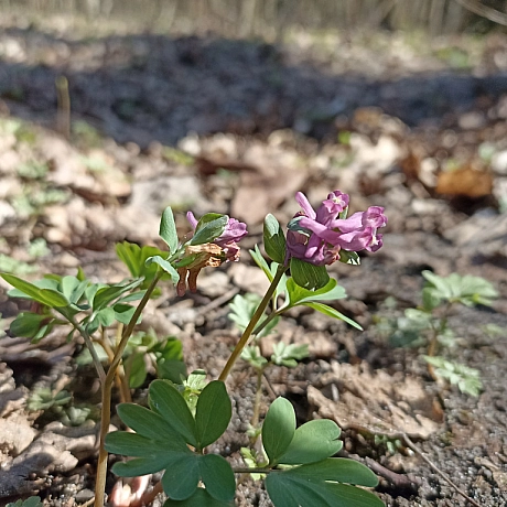 Ліс прокинувся! - Оксанка Ісаєва на we.ua