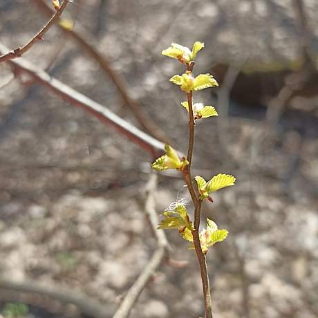 Ліс прокинувся! - Оксанка Ісаєва на we.ua
