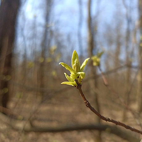 Ліс прокинувся! - Оксанка Ісаєва на we.ua