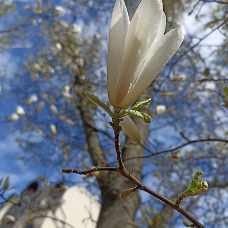 Весна - Оксанка Ісаєва на we.ua