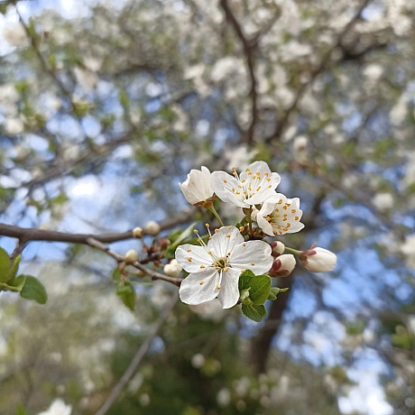 Весна - Оксанка Ісаєва на we.ua