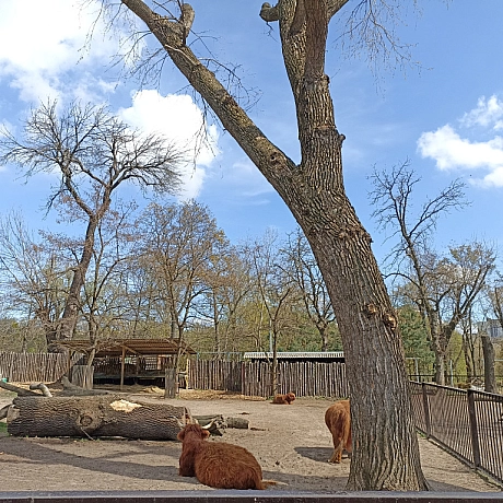 KYIVZOO - Оксанка Ісаєва на we.ua