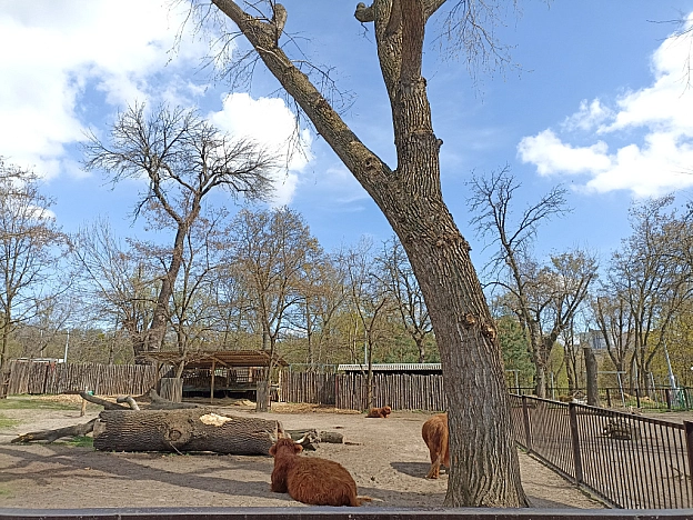KYIVZOO - Оксанка Ісаєва на we.ua