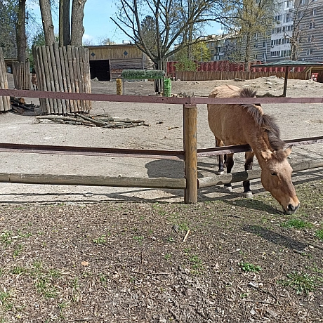 KYIVZOO - Оксанка Ісаєва на we.ua