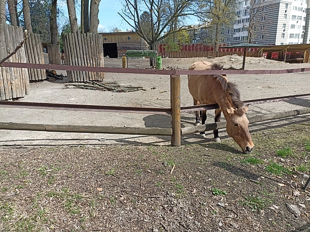 KYIVZOO - Оксанка Ісаєва на we.ua