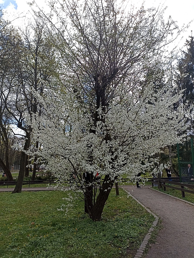 KYIVZOO - Оксанка Ісаєва на we.ua