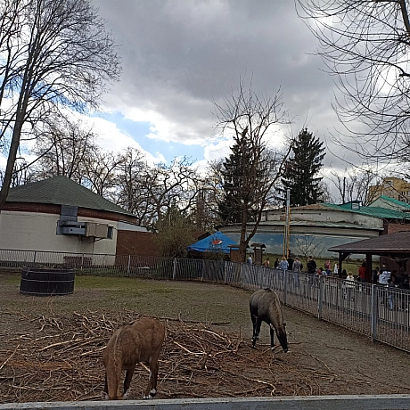 KYIVZOO - Оксанка Ісаєва на we.ua