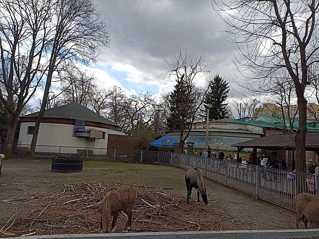 KYIVZOO - Оксанка Ісаєва на we.ua