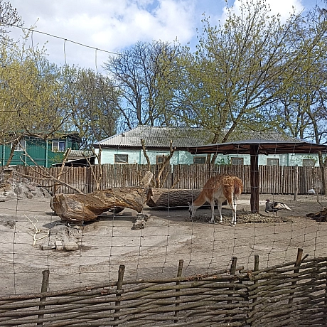 KYIVZOO - Оксанка Ісаєва на we.ua