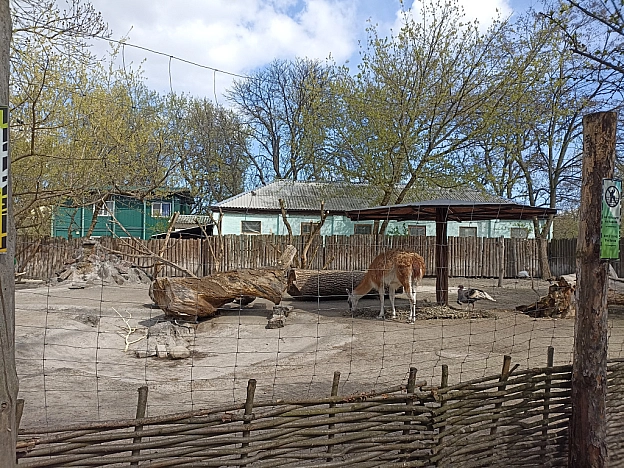 KYIVZOO - Оксанка Ісаєва на we.ua
