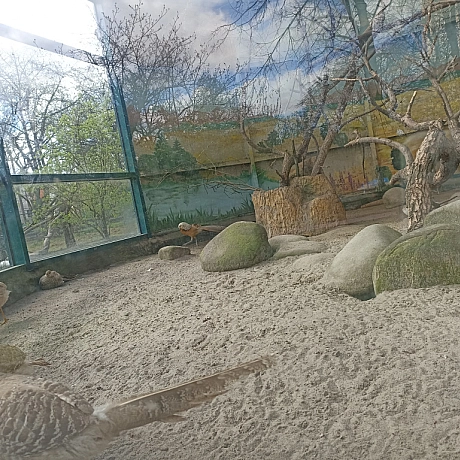 KYIVZOO - Оксанка Ісаєва на we.ua