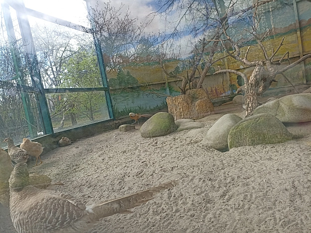 KYIVZOO - Оксанка Ісаєва на we.ua
