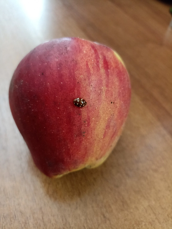 Схоже, що у сонечка 🐞 плани на моє яблуко - Оксанка Ісаєва на we.ua