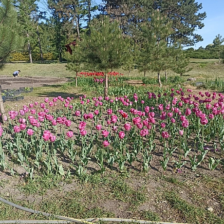 Ботсад на початку травня 🌸 - Оксанка Ісаєва на we.ua