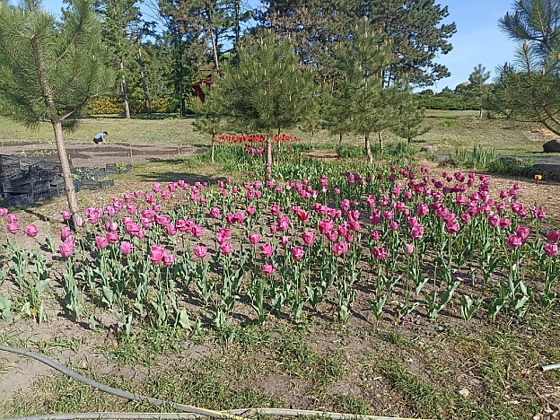 Ботсад на початку травня 🌸 - Оксанка Ісаєва на we.ua