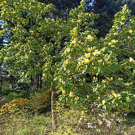 Ботсад на початку травня 🌸 - Оксанка Ісаєва на we.ua