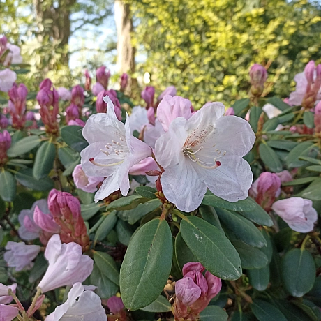 Ботсад на початку травня 🌸 - Оксанка Ісаєва на we.ua