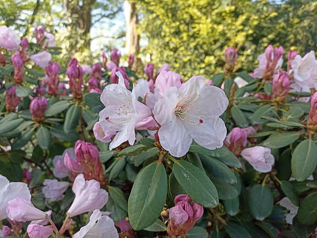 Ботсад на початку травня 🌸 - Оксанка Ісаєва на we.ua