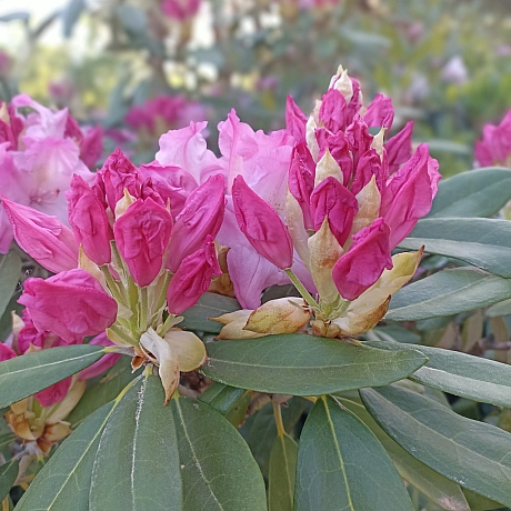 Ботсад на початку травня 🌸 - Оксанка Ісаєва на we.ua