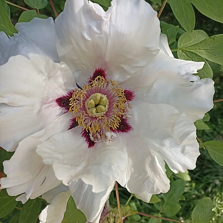 Ботсад на початку травня 🌸 - Оксанка Ісаєва на we.ua