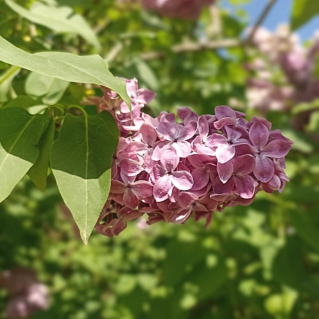 Ботсад на початку травня 🌸 - Оксанка Ісаєва на we.ua