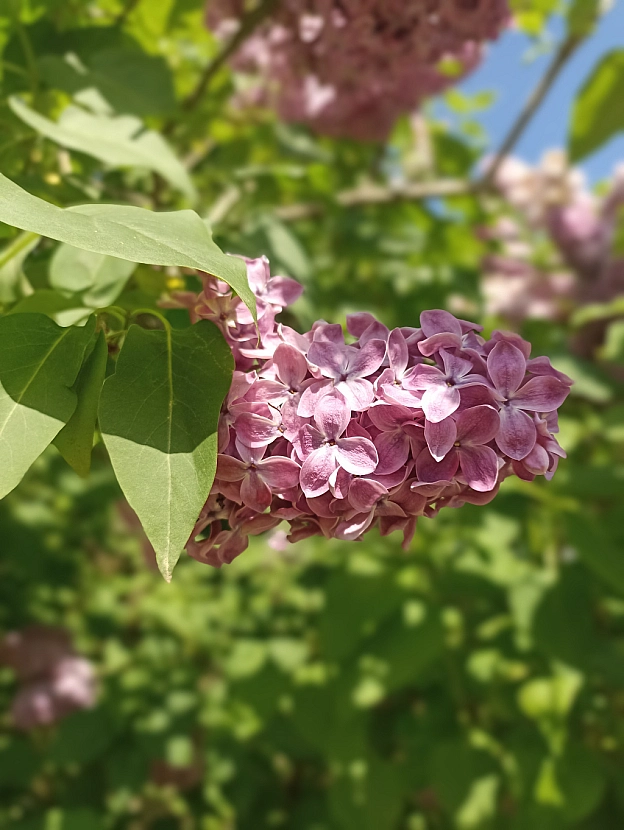 Ботсад на початку травня 🌸 - Оксанка Ісаєва на we.ua