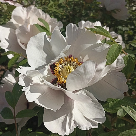 Ботсад на початку травня 🌸 - Оксанка Ісаєва на we.ua