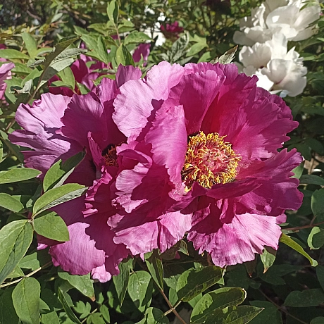 Ботсад на початку травня 🌸 - Оксанка Ісаєва на we.ua