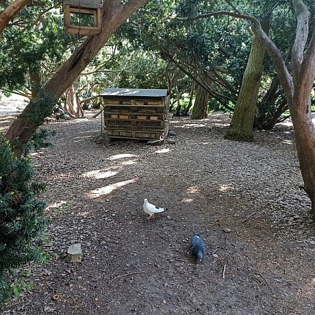 Ботсад на початку травня 🌸 - Оксанка Ісаєва на we.ua