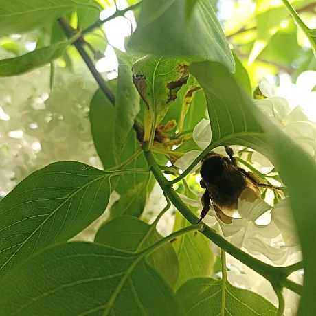 Ботсад на початку травня 🌸 - Оксанка Ісаєва на we.ua