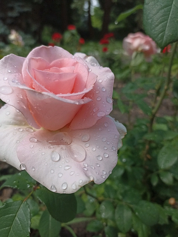 Троянди після дощу по особливому прекрасні🌸 - Оксанка Ісаєва на we.ua
