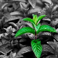 Юлія Шум'ята на we.ua