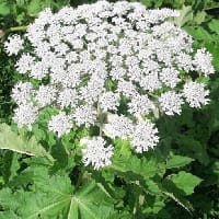 Сонячна Рослинка на we.ua