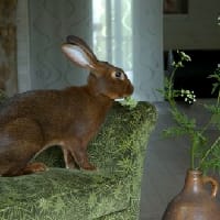 мія саґаніченко на we.ua