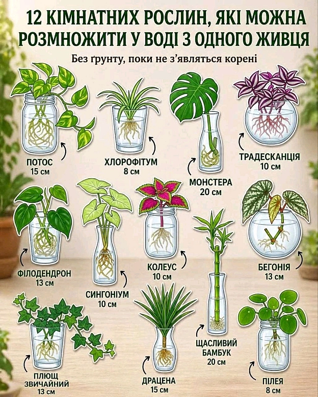 Одна кімнатна рослина — це не одна рослина.Це ціла “материнська колонія”. 🌿Більшість витких пагонів, «діток» і витягнутих сте... - на we.ua