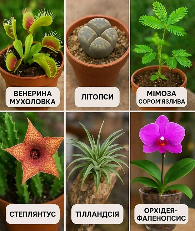 Найдивовижніші кімнатні рослини з усього світу 🌸🌸 Венерина мухоловка• Це справжня рослина-хижак!• Її листки перетворилися на... - on we.ua