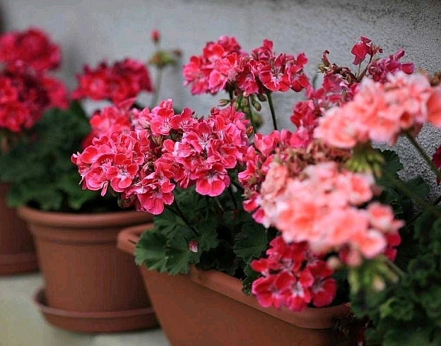 Добриво для герані 🌺🔻 Приготуйте для герані чудо-добриво!Вам знадобиться:1. Відстояна вода2. Перекис водню3. Йод🔻 Змішати ... - на we.ua
