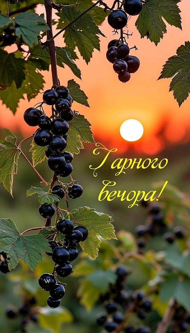 на we.ua